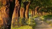 阿曼对印度足球比分-阿曼对印度足球比分,绿茵场上的亚洲对话与竞技风云